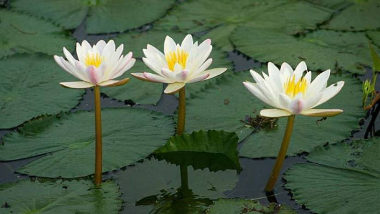 ফুটে আছে শাপলা