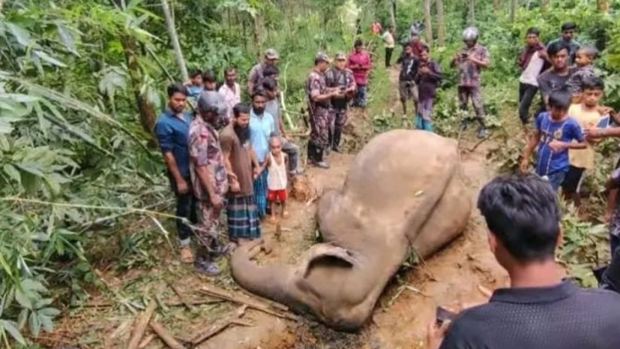 শেরপুর সীমান্তে বন্য হাতির মরদেহ পড়ে রয়েছে