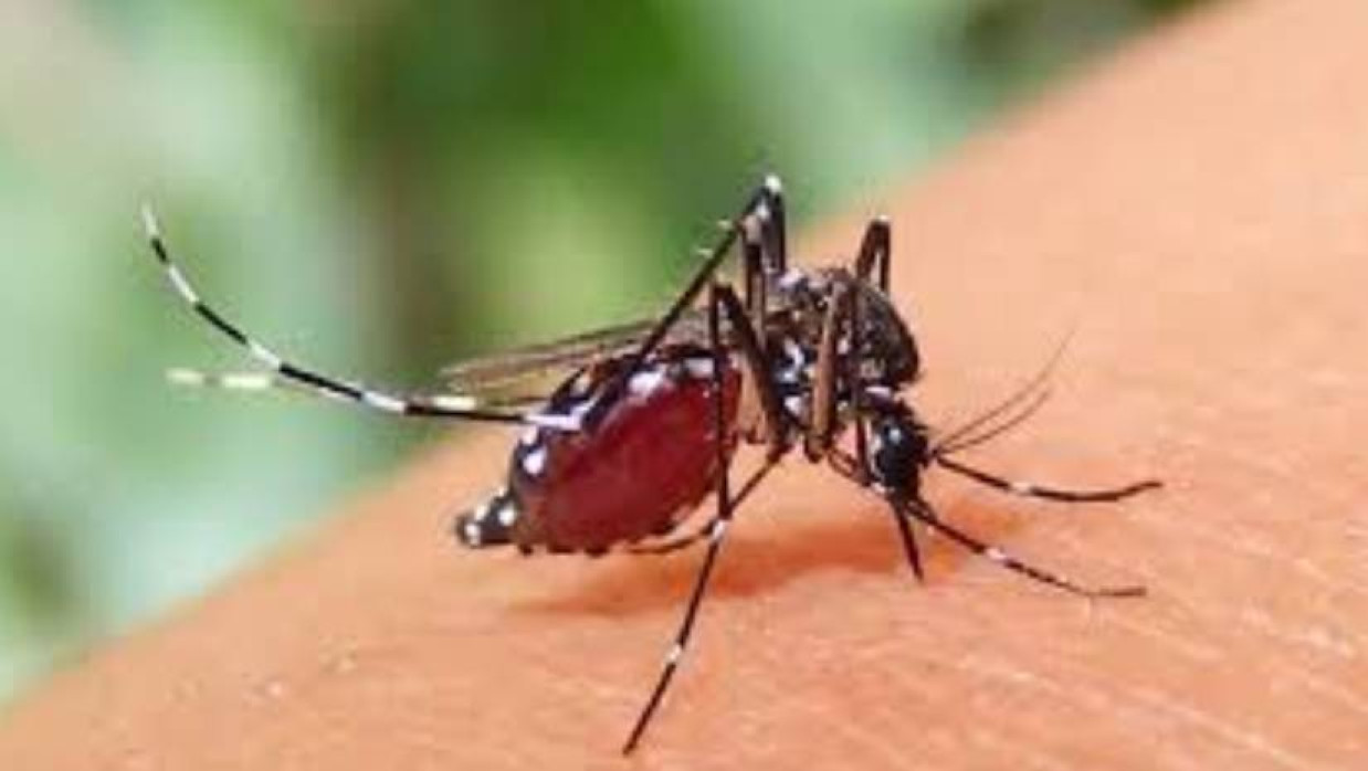 এডিস মশা