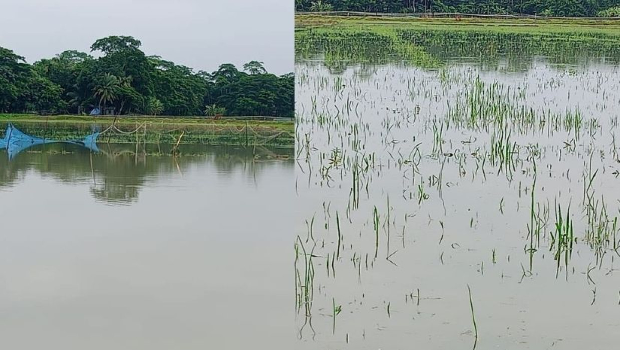 অতি বৃষ্টিতে বীজতলা ও সবজি ক্ষেতে ক্ষয়ক্ষতি