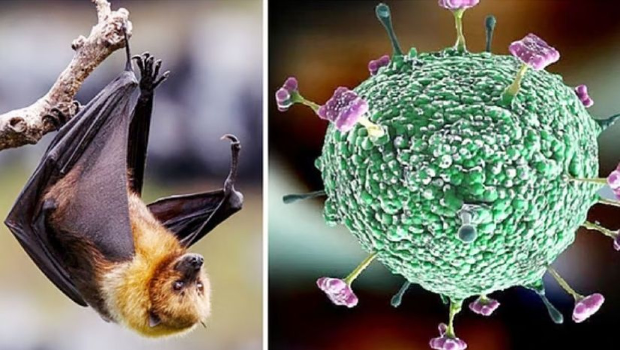 নিপাহ ভাইরাস