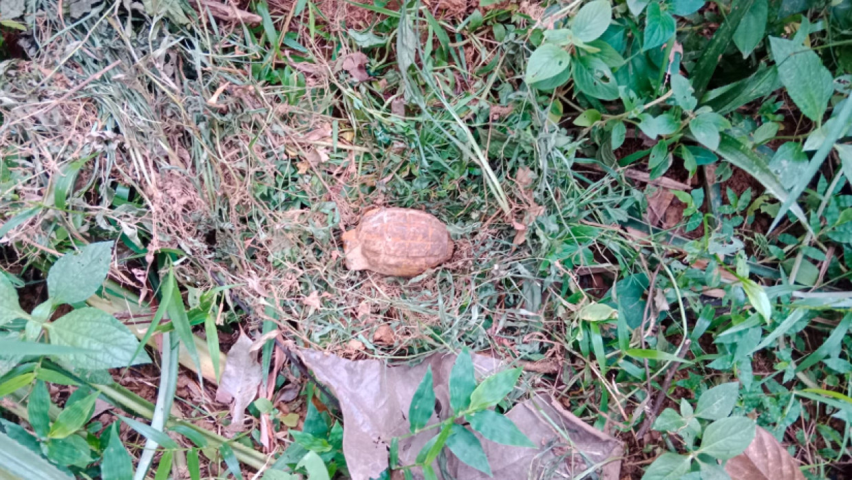 পড়ে থাকা গ্রেনেড