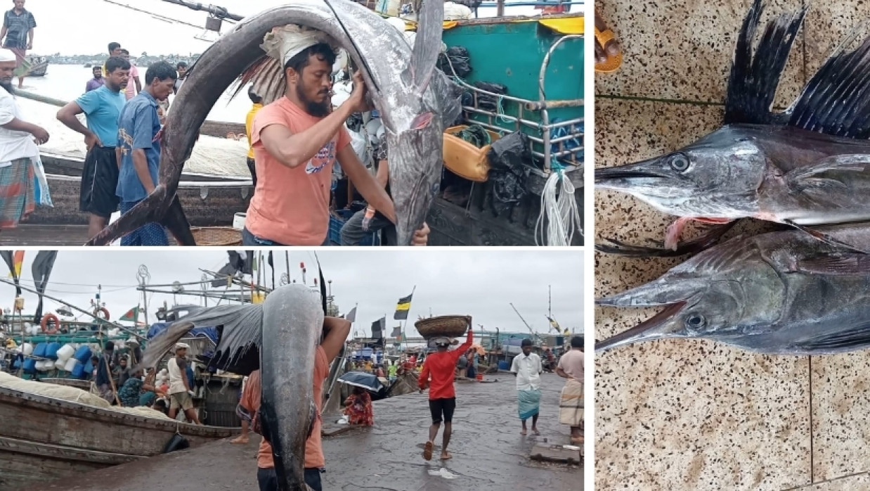 ধরার পর আড়তে নেওয়া হচ্ছে পাখি মাছ