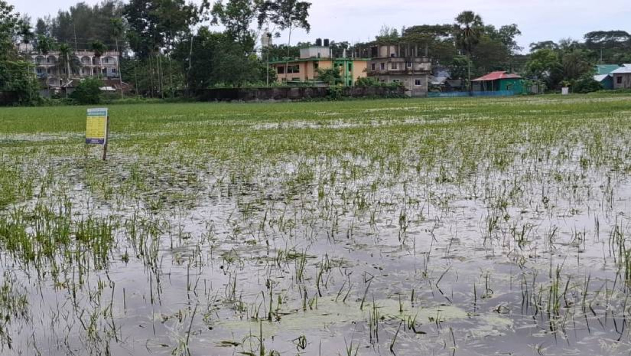 ক্ষতিগ্রস্ত আউশ ক্ষেত