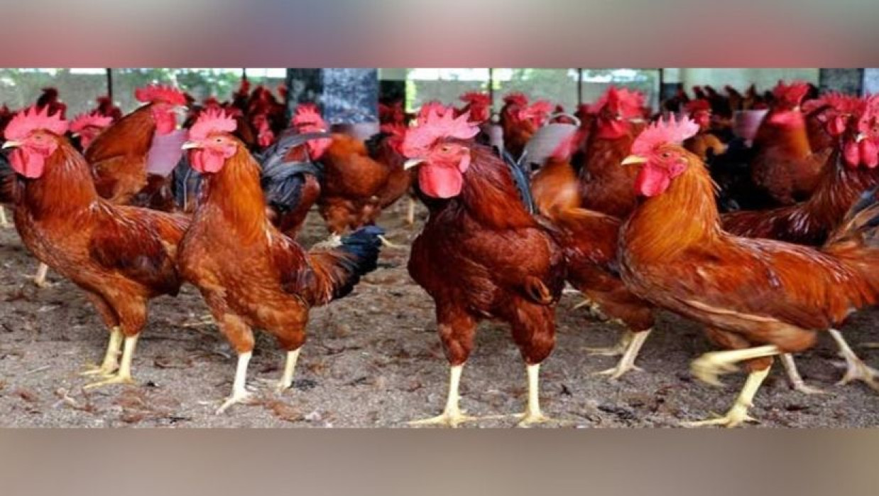 সোনালি মুরগি