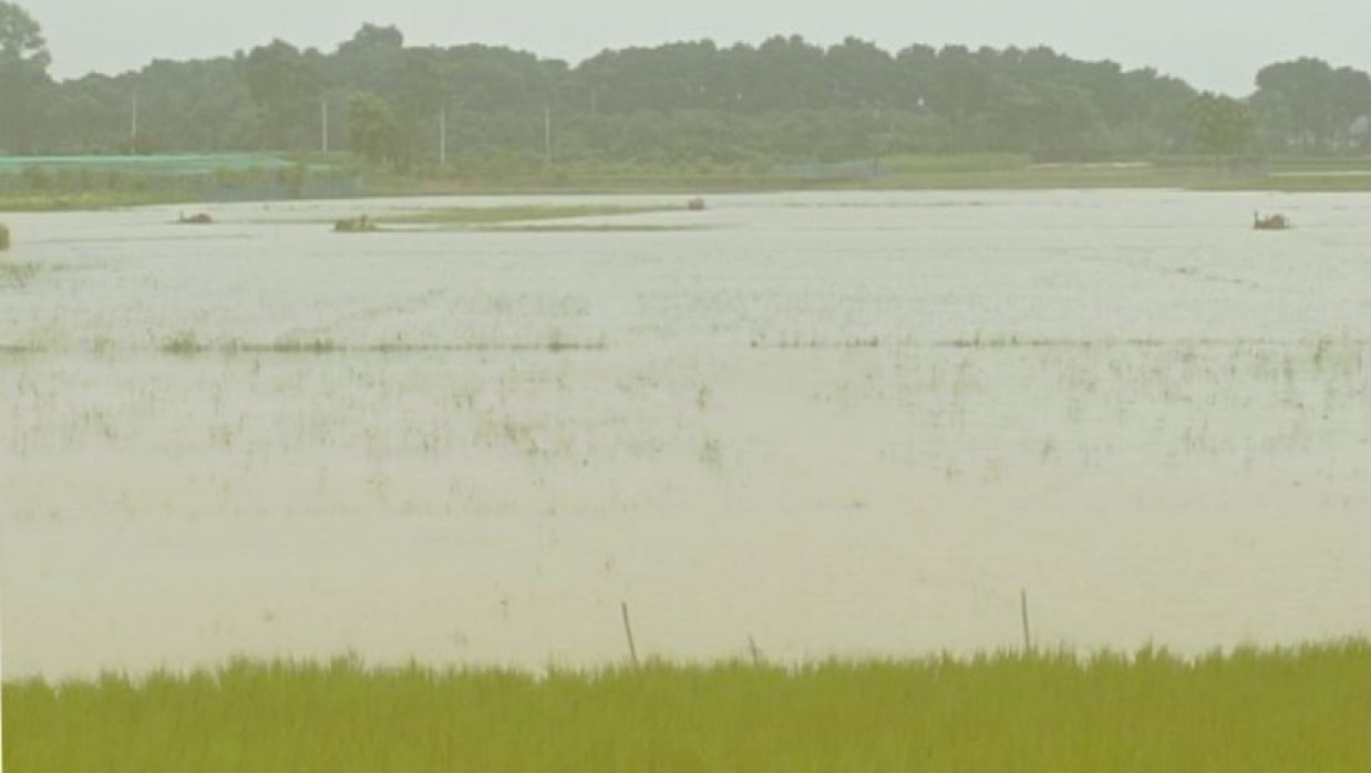ভারি বর্ষণে জমিগুলো পানিতে তলিয়ে গেছে