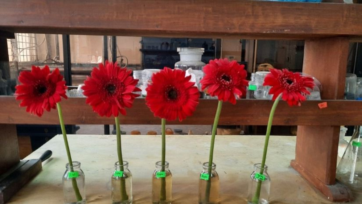 জারবেরা ফুল