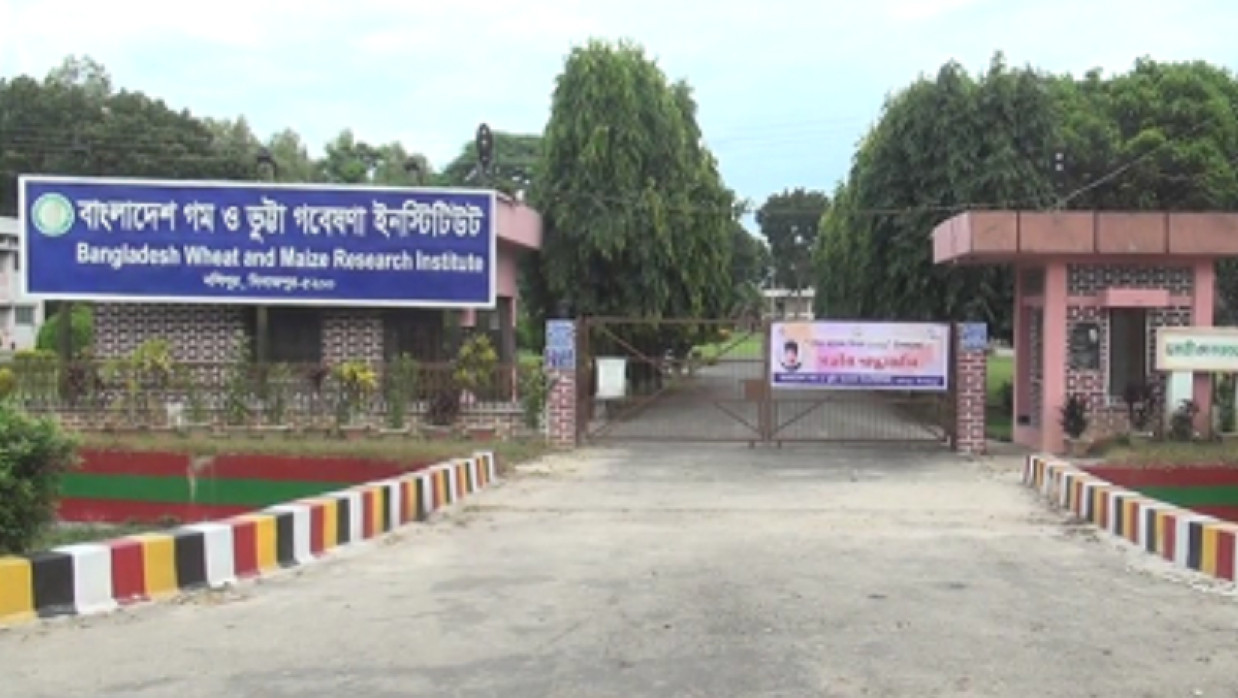 ২০ পদে ৫৯ কর্মকর্তা-কর্মচারী নিয়োগে আবেদন চলছে বাংলাদেশ গম ও ভুট্টা গবেষণা ইনস্টিটিউটে
