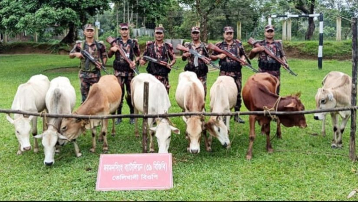 হালুয়াঘাট সমীন্তে ভারতীয় ৮ গরু জব্দ