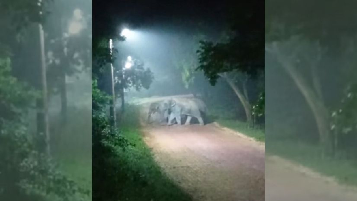 আনোয়ারায় ফের বন্য হাতির হানা