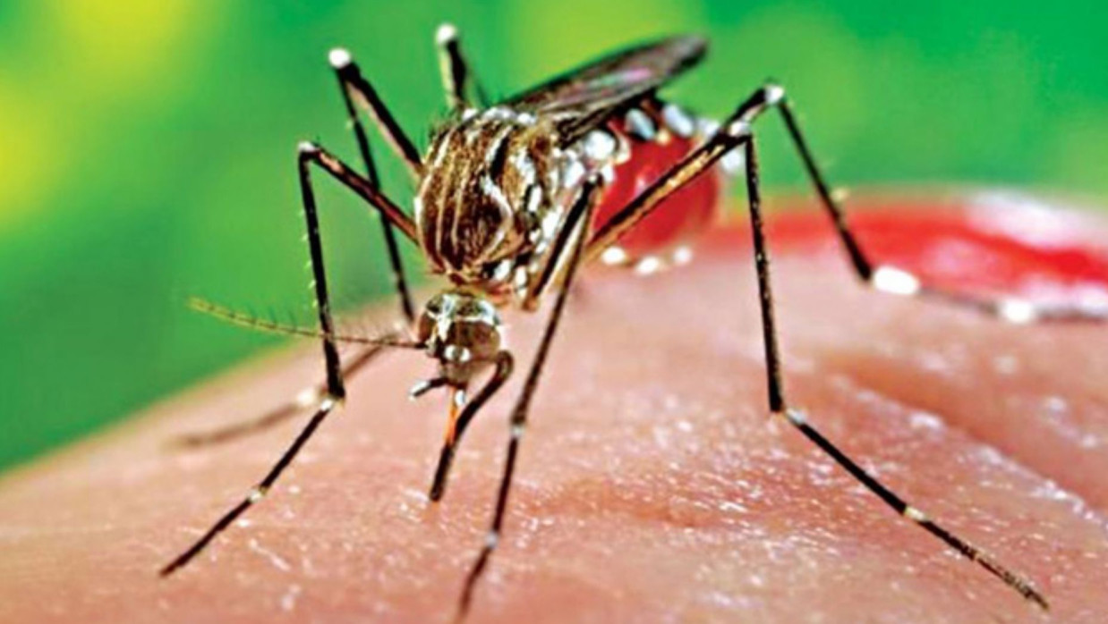 ফাইল ছবি