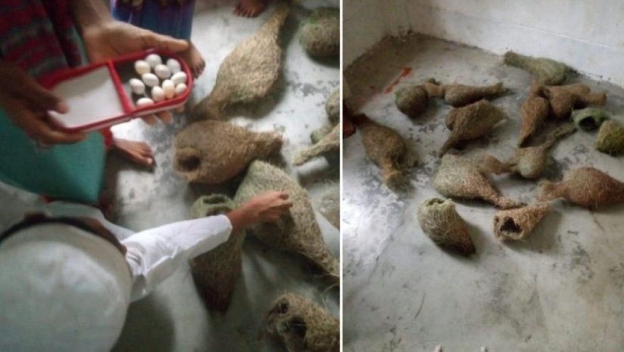 ডিম ও ছানাসহ নষ্ট বাবুই পাখির বাসা