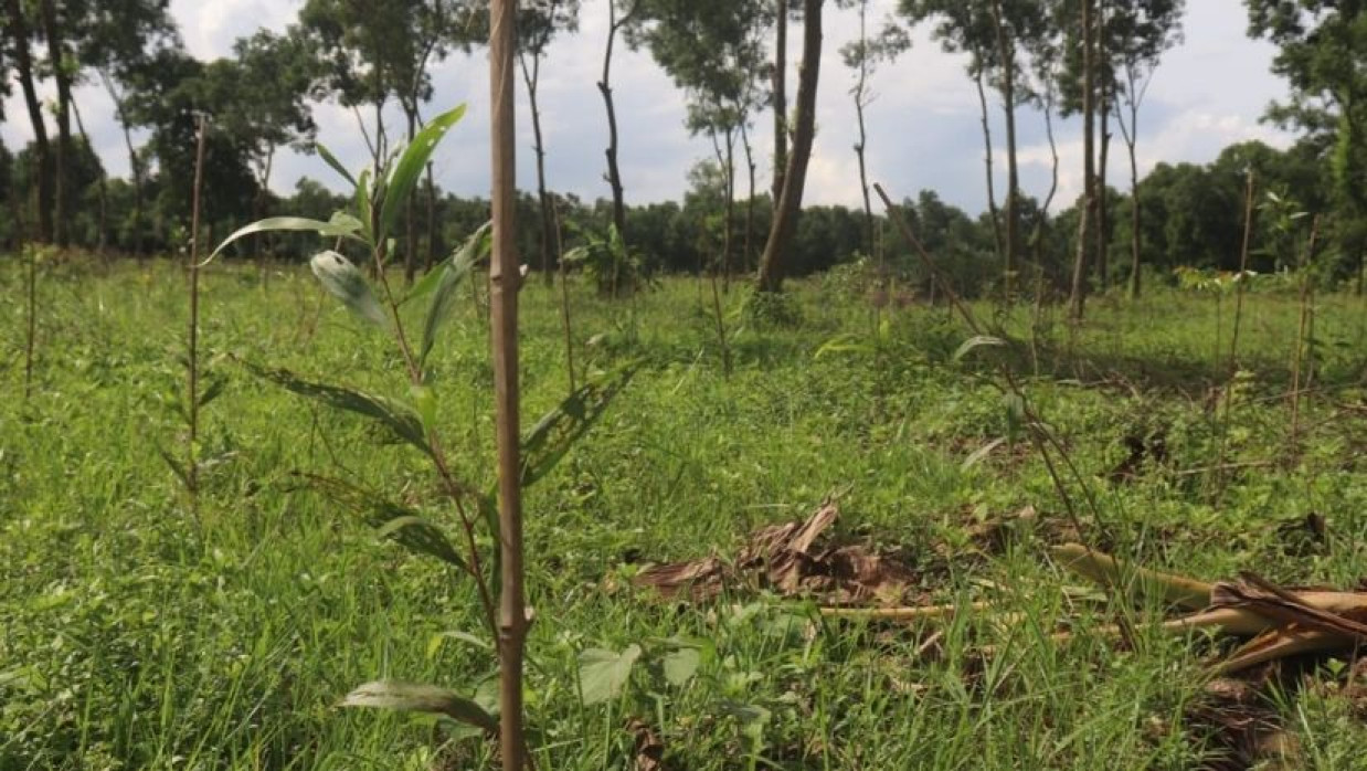 রোপণ করা নিষিদ্ধ ঘোষিত আকাশমনি গাছের চারা