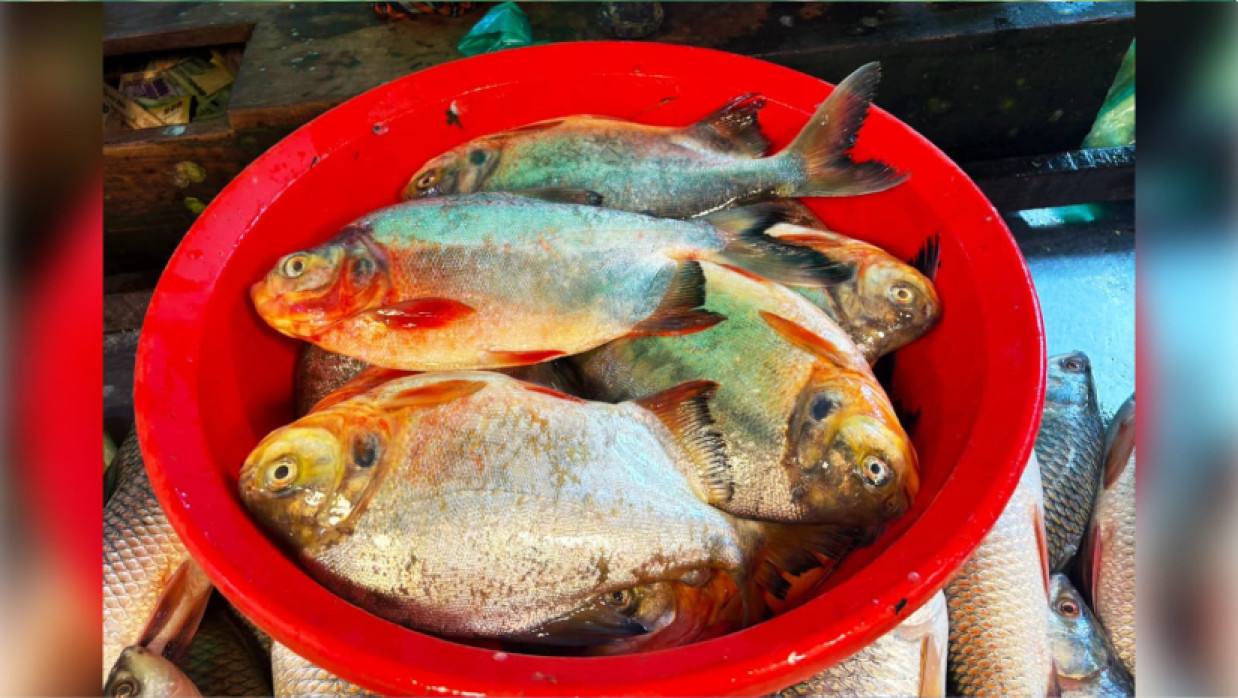 জব্দকৃত পিরানহা 