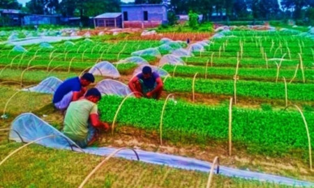 যশোরের কপির চারায় সাফল্য, কৃষকের মুখে হাসি