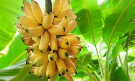 প্রতিদিন অন্তত একটি কলা খেলে পাবেন যেসব উপকার