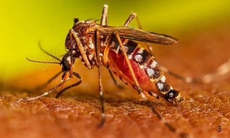 ২৪ ঘণ্টায় ডেঙ্গুতে মৃত্যু ১, আক্রান্ত কত? 