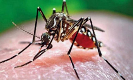 ২৪ ঘণ্টায় ডেঙ্গুতে মৃত্যু বেড়েছে, আক্রান্ত কমেছে