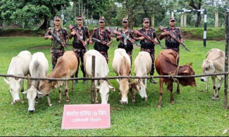 সীমান্ত দিয়ে পাচারের সময় ভারতীয় ৮ গরু জব্দ