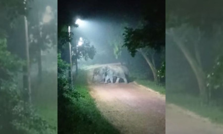 আনোয়ারায় ফের বন্য হাতির হানা