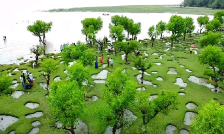 সবুজ বনে বিছানো নরম ঘাসের সঙ্গে সাগরের হাতছানি নিদ্রার চরে