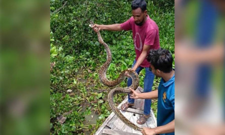 খড়ের গাদায় লুকানো অজগর উদ্ধার, সুন্দরবনে অবমুক্ত