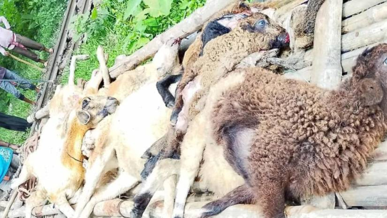 ট্রেনে কাটা পড়ে মারা যাওয়া ভেড়া