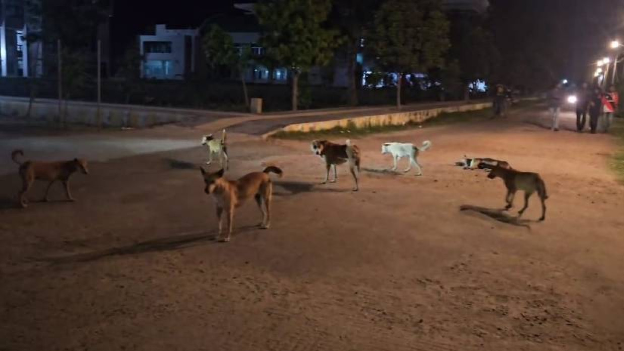 খুলনা বিশ্ববিদ্যালয় ক্যাম্পাসে  বেওয়ারিশ কুকুর