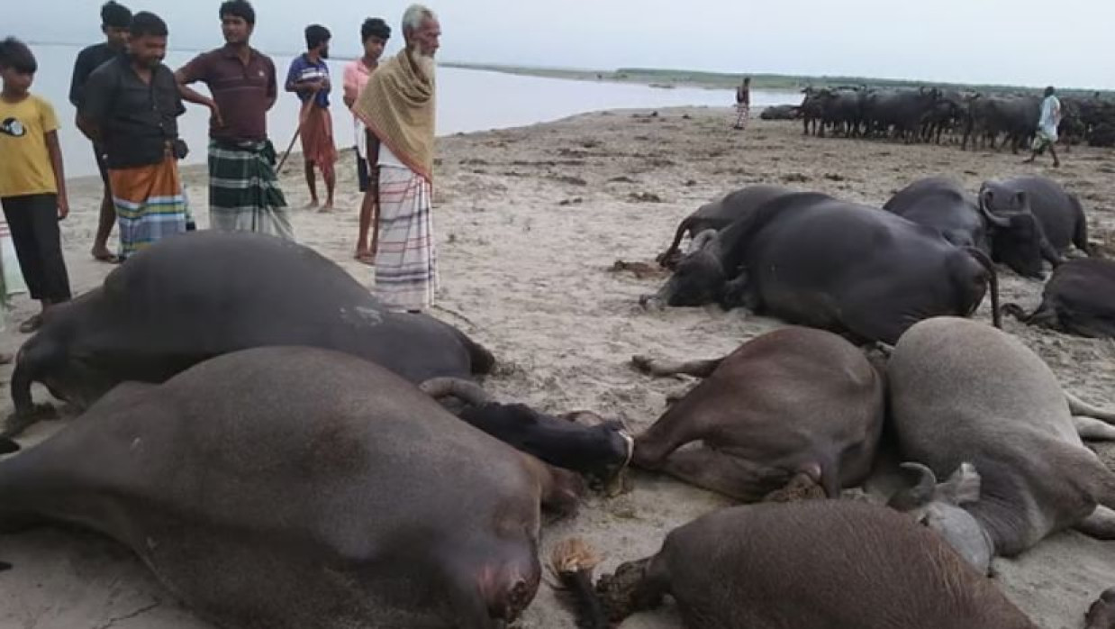  পদ্মার চরে বজ্রপাতে ১২টি মহিষের মৃত্যু হয়েছে