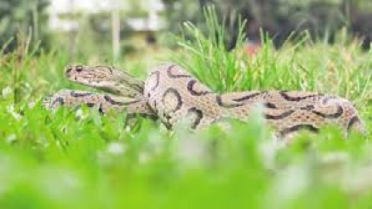 প্রতীকী ছবি 