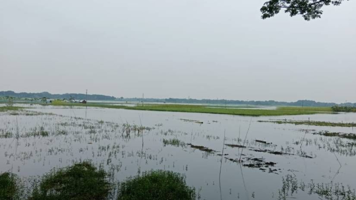 ভারী বৃষ্টিতে তলিয়ে গেছে ফসলের ক্ষেত