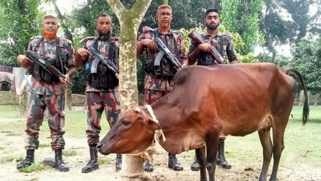 কৃষকের হারানো গরু বিজিবি জমা দিল কাস্টমসে
