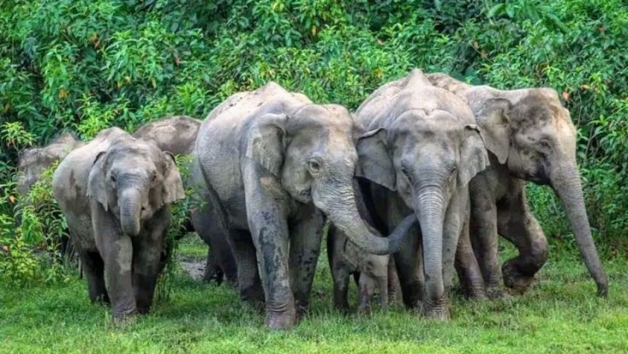 পাহাড় পাদদেশে হাতির দল 