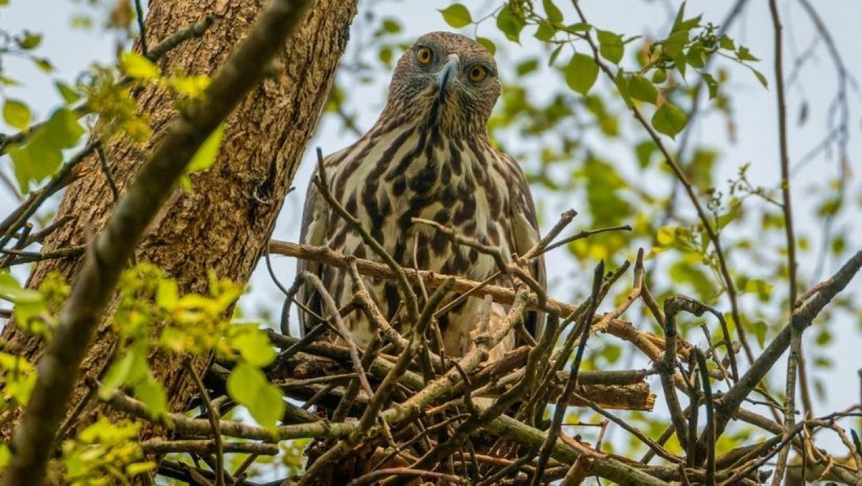 বিশ্ব আলোকচিত্র দিবস