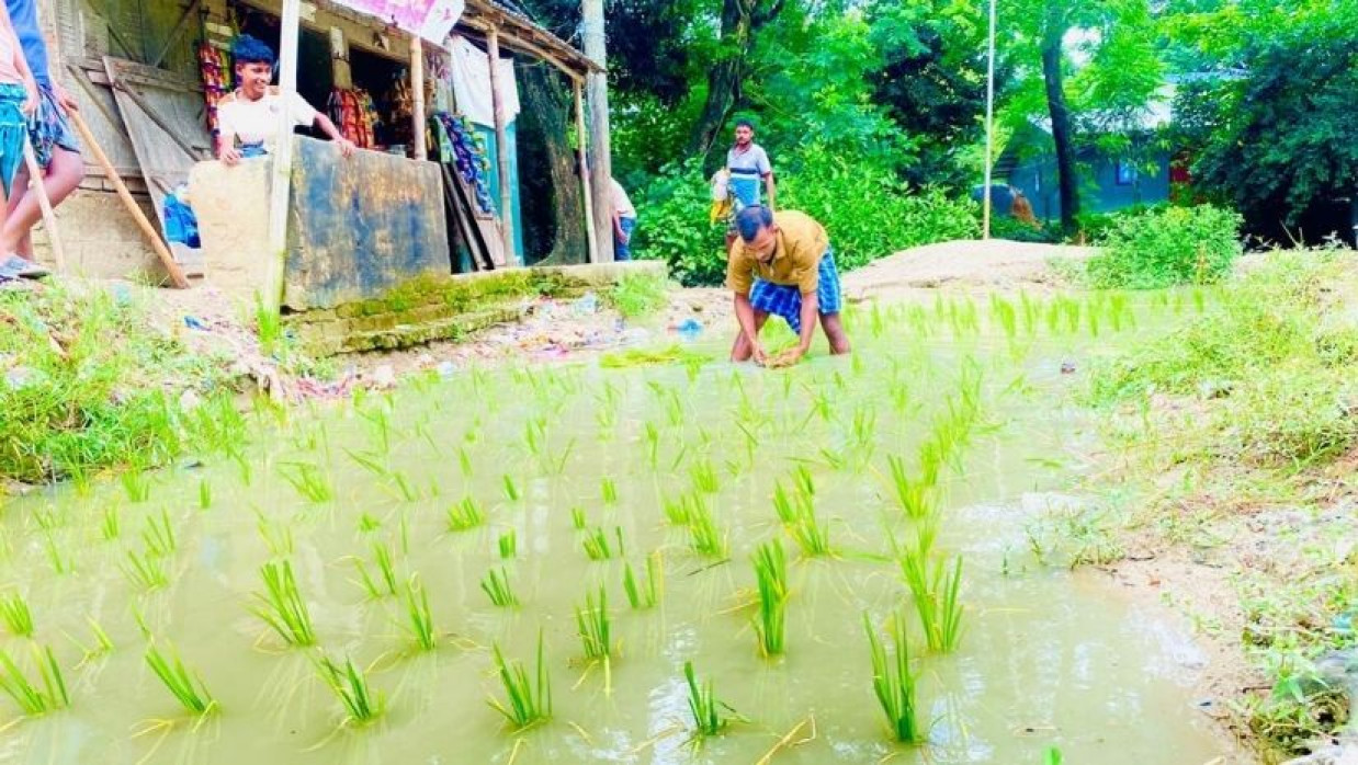 সড়কে ধানের চারা লাগিয়ে প্রতীকী প্রতিবাদ