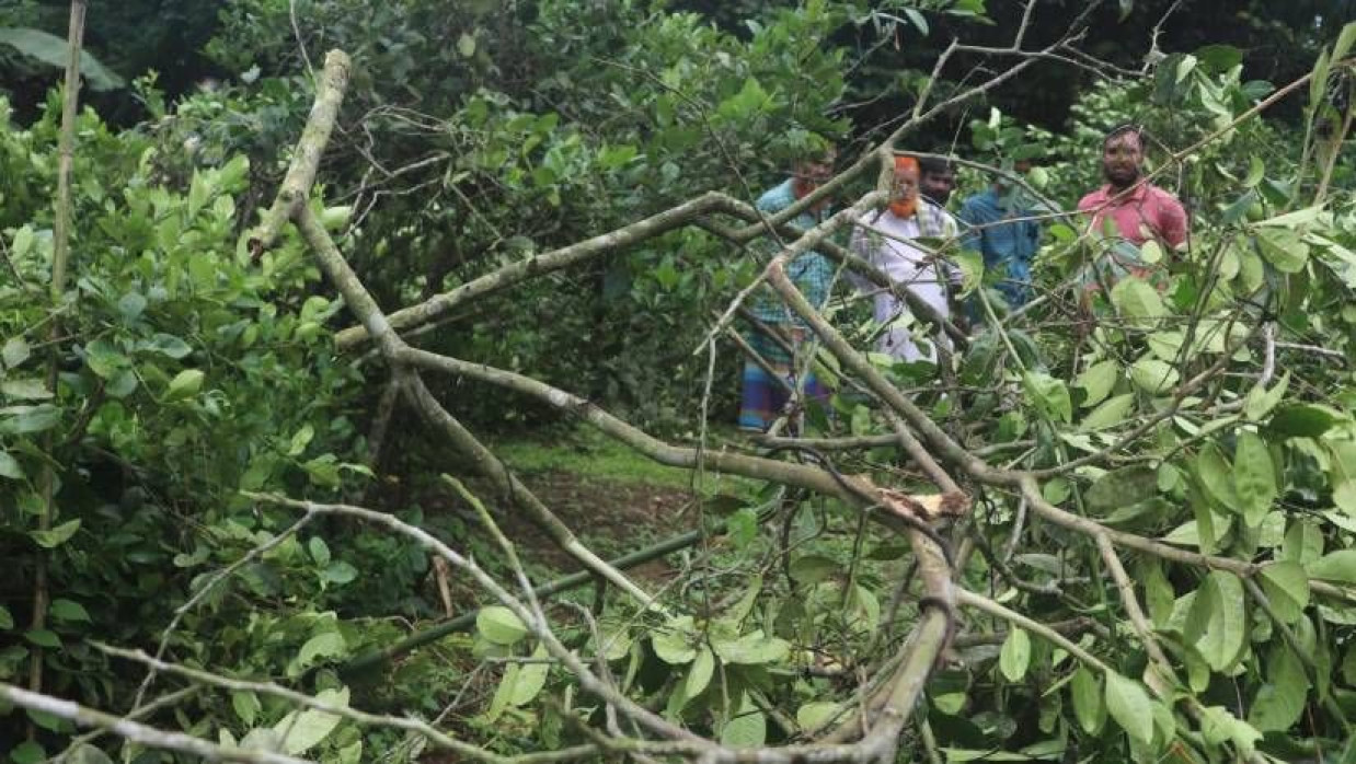 প্রায় সাড়ে তিনশ লেবুগাছ রাতের অন্ধকারে কেটে ফেলা হয়েছে