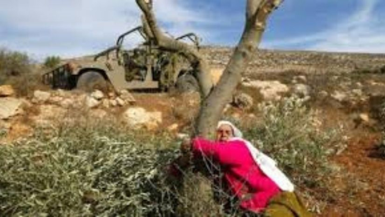 রামাল্লায় জল্পাই গাছ উপড়ে ফেলছে ইসরায়েলি বাহিনী