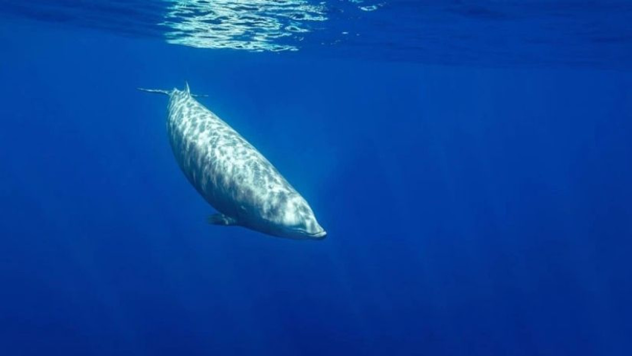 বিশেষ প্রজাতির গুজ বিকড তিমি