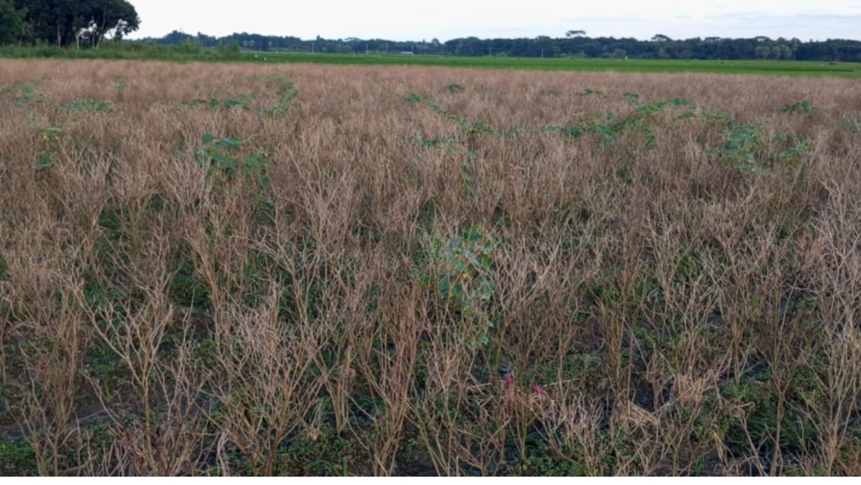 টানা বৃষ্টিতে মরিচ চাষীদের ক্ষতি