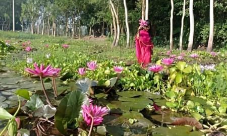 পদ্মফুল হাতে গাইবান্ধার কাতলীর বিলে তরুণী