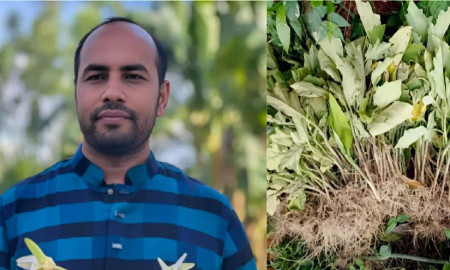 এনসিপি নেতার বেগুন খেত কাটল দুর্বৃত্তরা, লাখ টাকার ক্ষতি