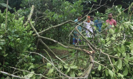 ফুলবাড়িয়ায় চাষির সাড়ে তিনশ লেবুগাছ কেটে দিল দুর্বৃত্তরা
