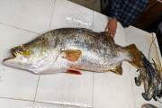 জেলের জালে ধরা পড়লো প্রায় ২২ কেজির কোরাল