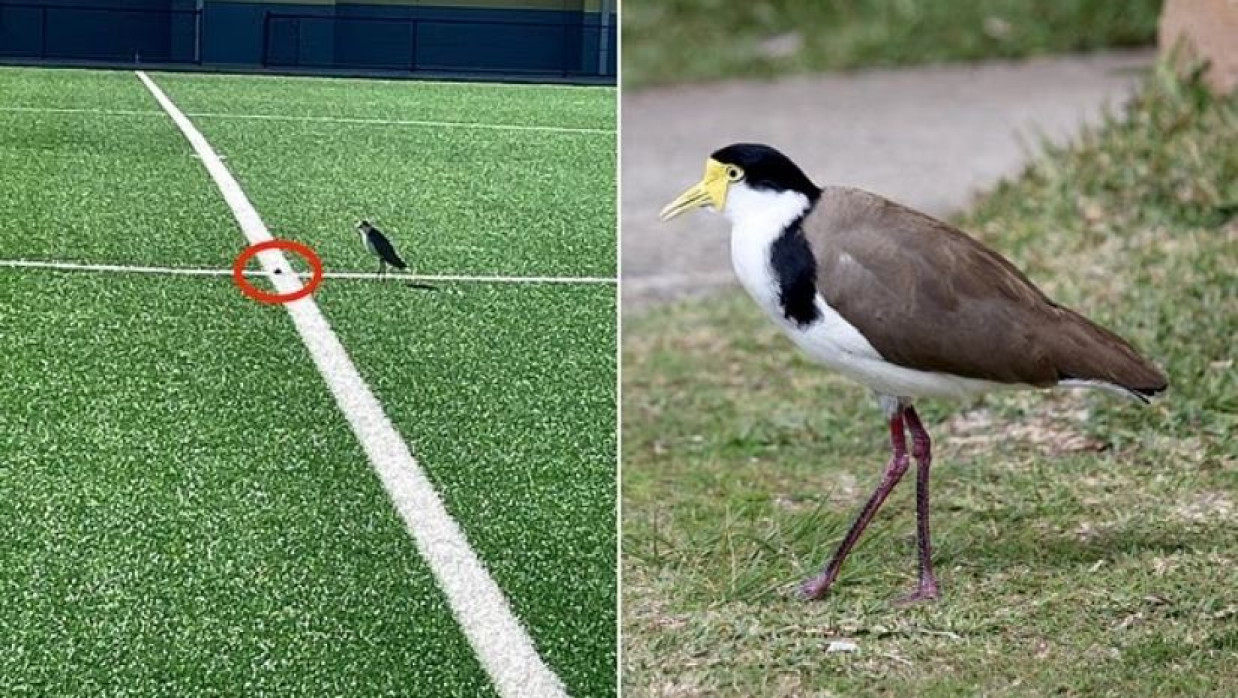 পাখি মাঠে ডিমে পাড়ায় স্টেডিয়াম বন্ধ 