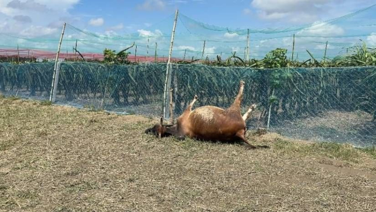 ড্রাগন বাগানের কাঁটাতারের বেড়ায় আটকে আছে গরু