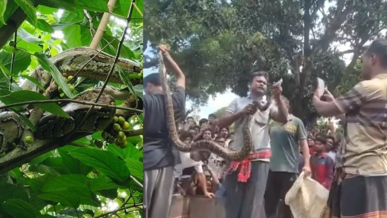 ১০ ফুট লম্বা অজগর সাপ উদ্ধার