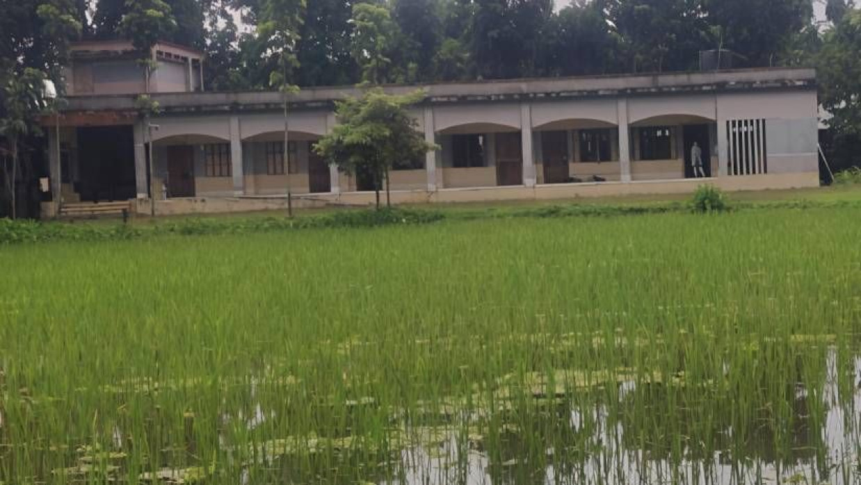বিদ্যালয়ের মাঠে চাষ করা হয়েছে ধান