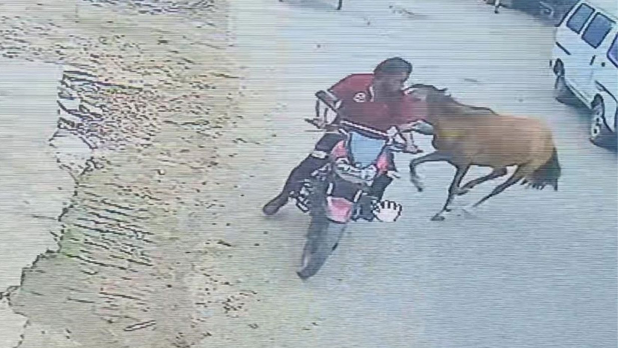 পাগলা ঘোড়াটির কামড়ে আতঙ্ক এলাকাবাসী