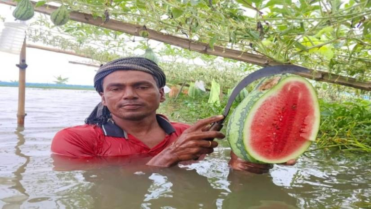 মাছের ঘেরে গ্রীষ্মকালীন তরমুজ চাষ