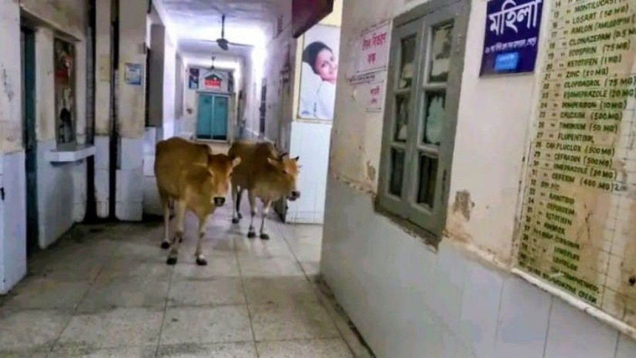 হাসপাতালে ঘুরে বেড়াচ্ছে গরু